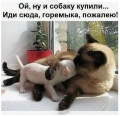 Ой ну и собаку купили Иди сюда горемыка пожалею