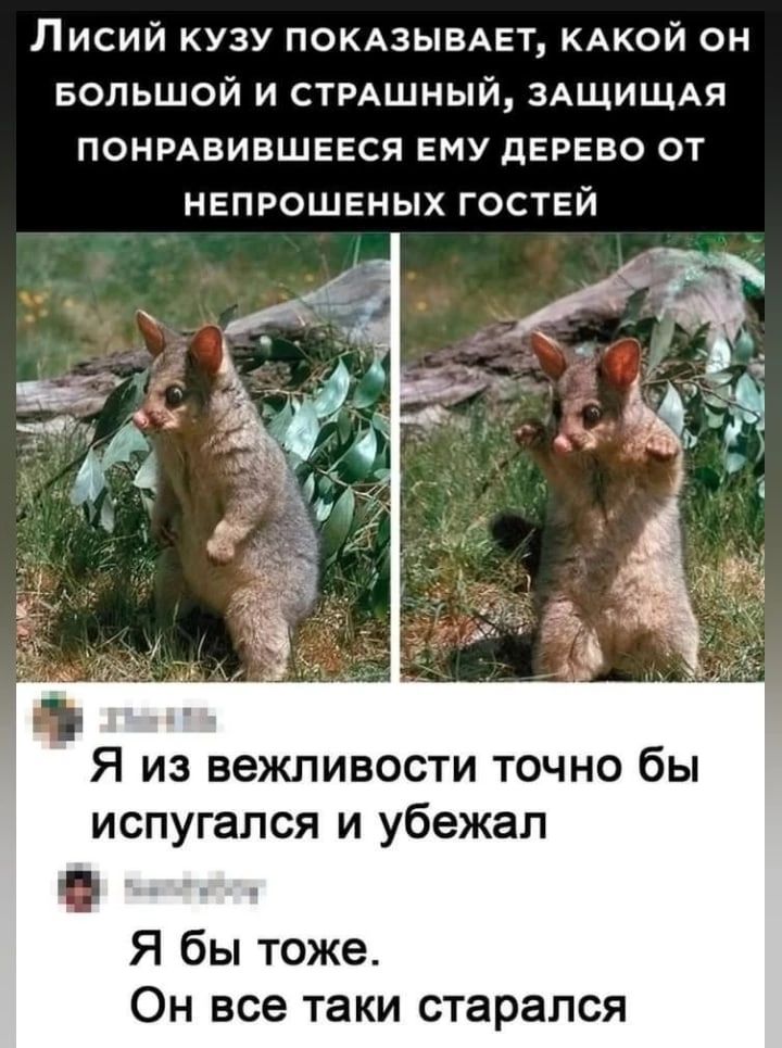 Лисий кузу покмывдет кдкой он Большой и СТРАШНЫЙ ЗАЩИЩАЯ понрдвившееся ему дерево от непрошеных гостей Я из вежливости точно бы испугался и убежал Я бы тоже Он все таки ст рался