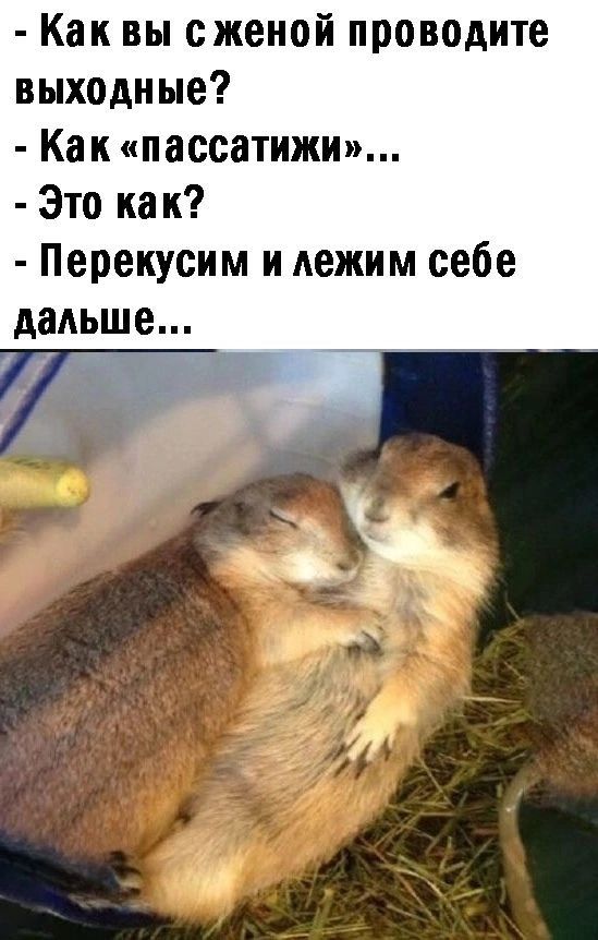 Как вы сженой проводите выходные Как пассатижи Это как Перекусим и дежим себе дальше