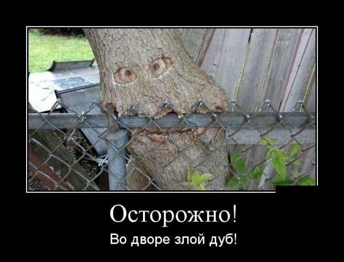 Осторожно Во дыре алой дуб
