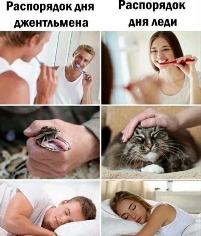 Распорядок дня Распорядок джентльмена АНЯ леди 7 д 1 А Ш 1 _ 1 _