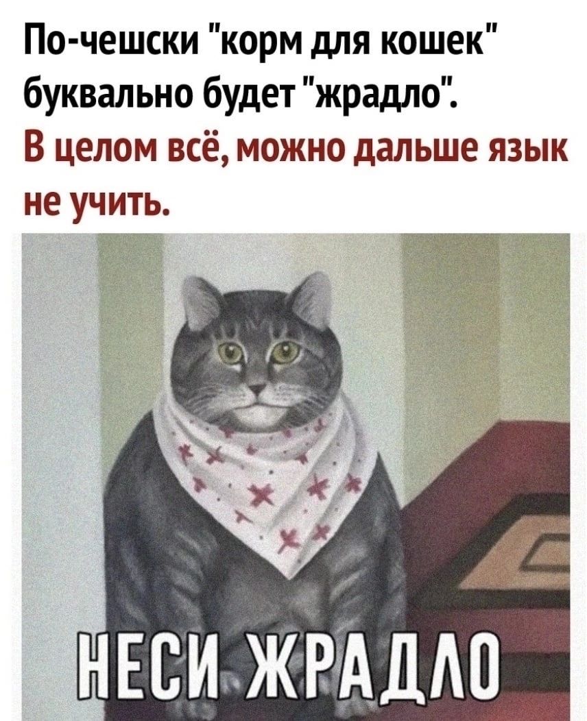 По чешски корм для кошек буквально будет жрадло В целом всё можно дальше язык не учить