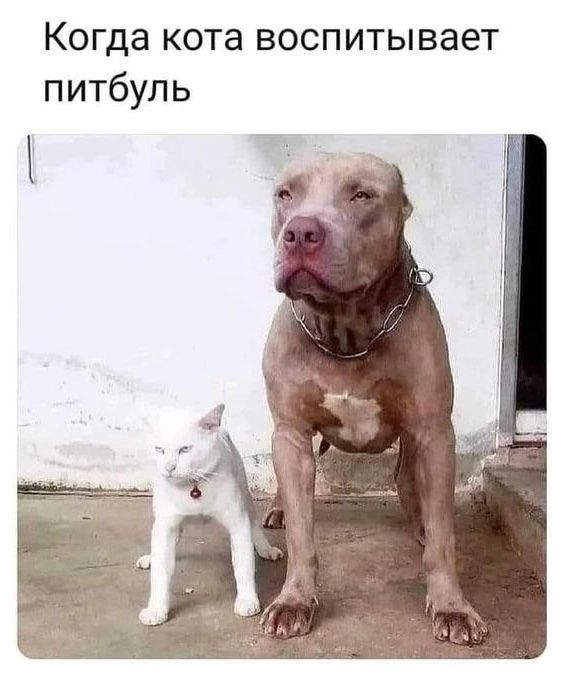 Когда кота воспитывает питбуль