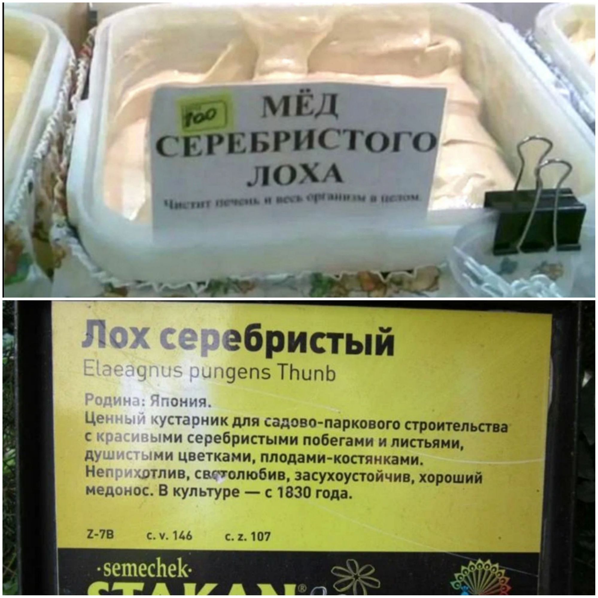 й МЕД свгввгисюго ПОХА _ _в_ ебристый з и д на пропиши моии ппбегіии и см н двд пл кипцлшбип ннхпуппичи х пвшид и Вкупмурв мазок ы