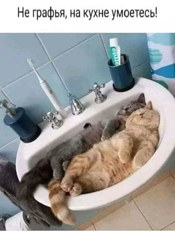 Не графья на кухне умоетесь