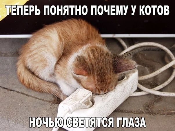 БЕПЕРЬ ПОНЯТНО ПОЧЕМУ У КОТОВ ЬД