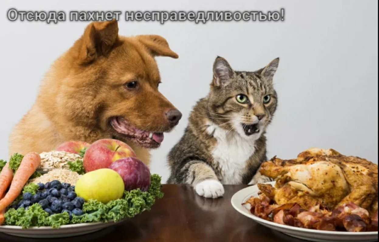 ноеправодпппоетью
