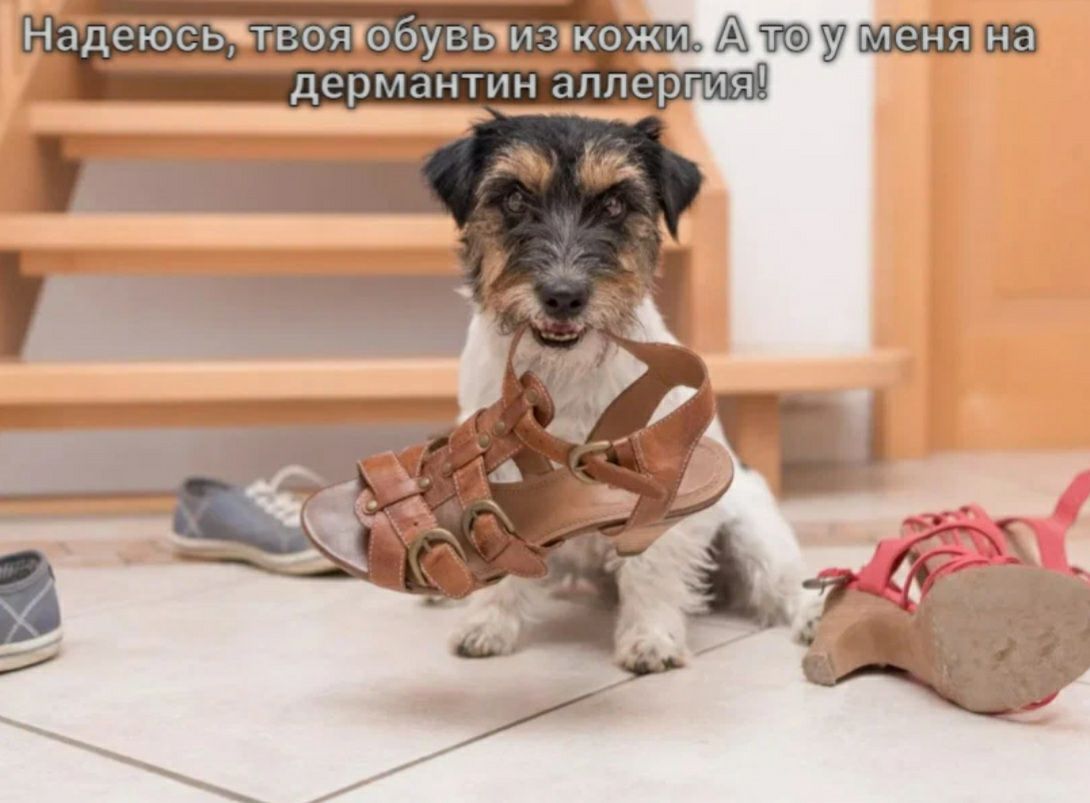 Нмдвюгьтвояюйусыпч тжн монп на дсрмантнн ппсрпт