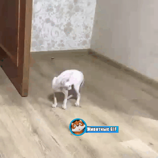 БЕГ щ Ш
