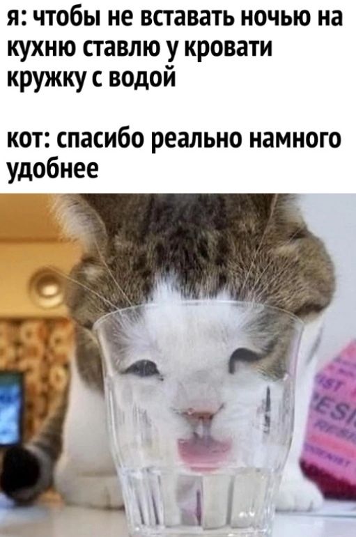 я чтобы не вставать ночью на кухню ставлю у кровати кружку водой кот спасибо реально намного удобнее