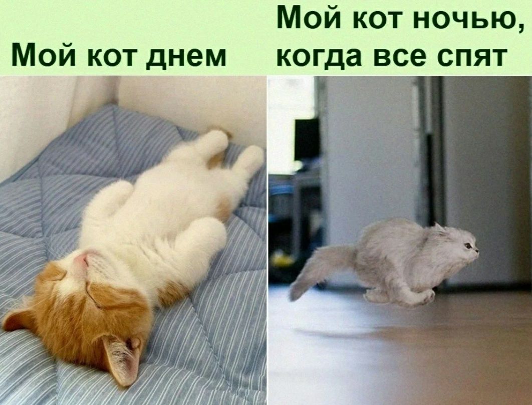 Мой кот ночью Мой кот днем когда все спят