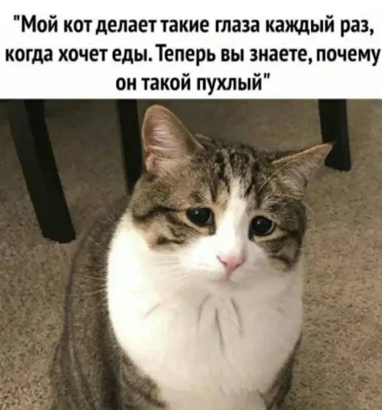 Мой кот делает такие глаза каждый раз когда хочет едыТеперь вы знаете почему он такой пухлый