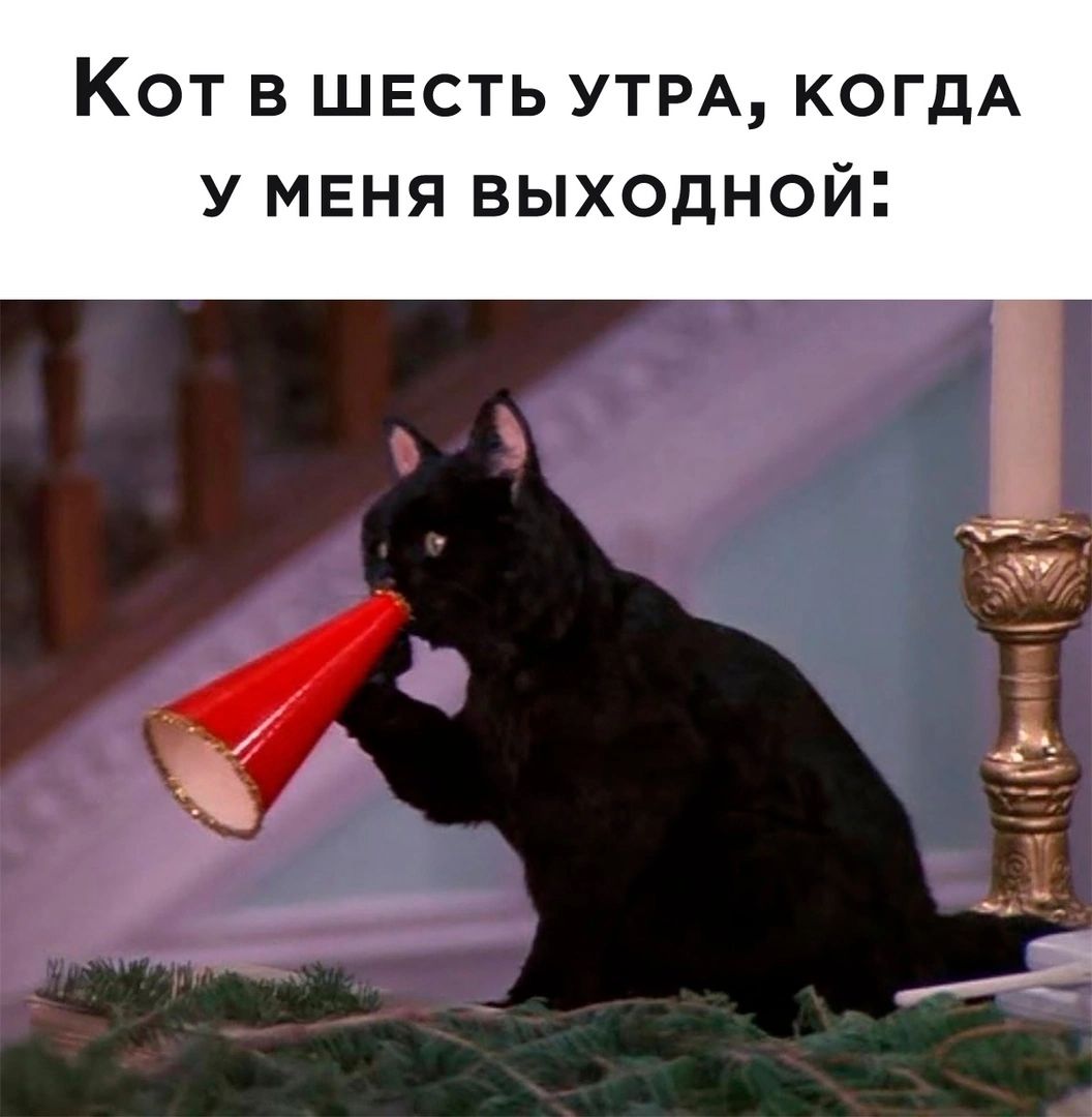 КОТ В ШЕСТЬ УТРА КОГДА У МЕНЯ ВЫХОДНОЙ