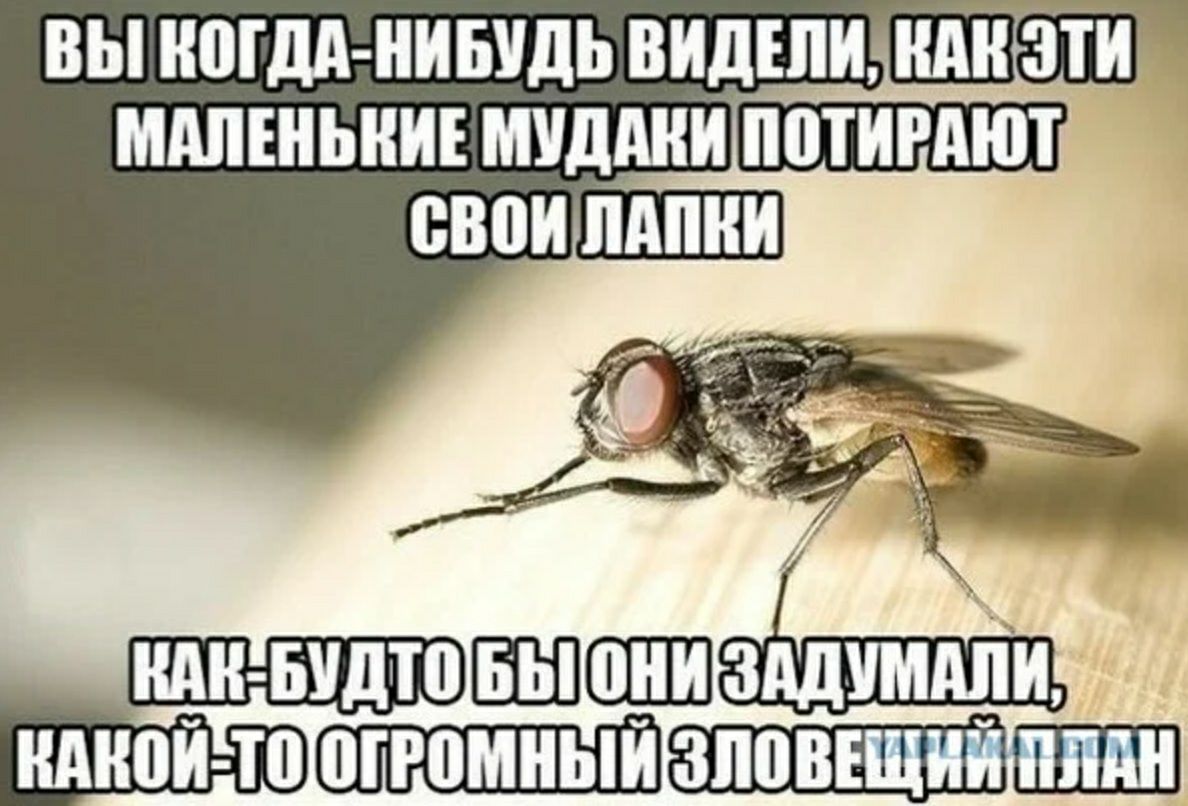 ВЫ ИШДА ИИБИдЬ ВИДШИ Ид МАПЕИЬИИЕ МИддИИ ПОТИРАЮТ ЁЁШШШШП 1 ШШШ ШП ШИПШАИ