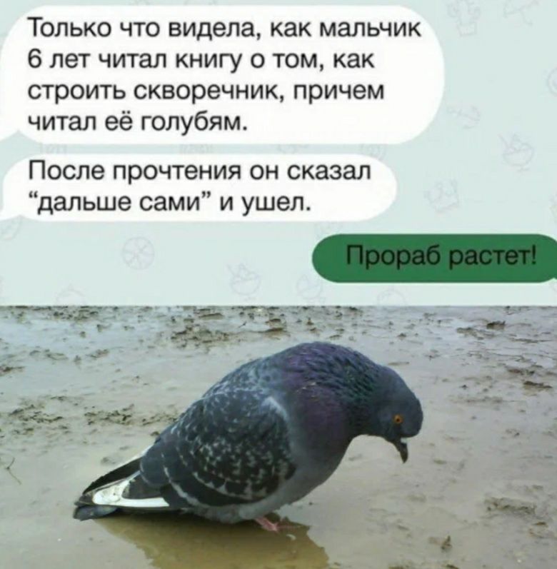 Только что видела как мальчик 6 лет читал книгу о том как строить скворечник причем читал ее голубям После прочтения он сказал дальше сами и ушел