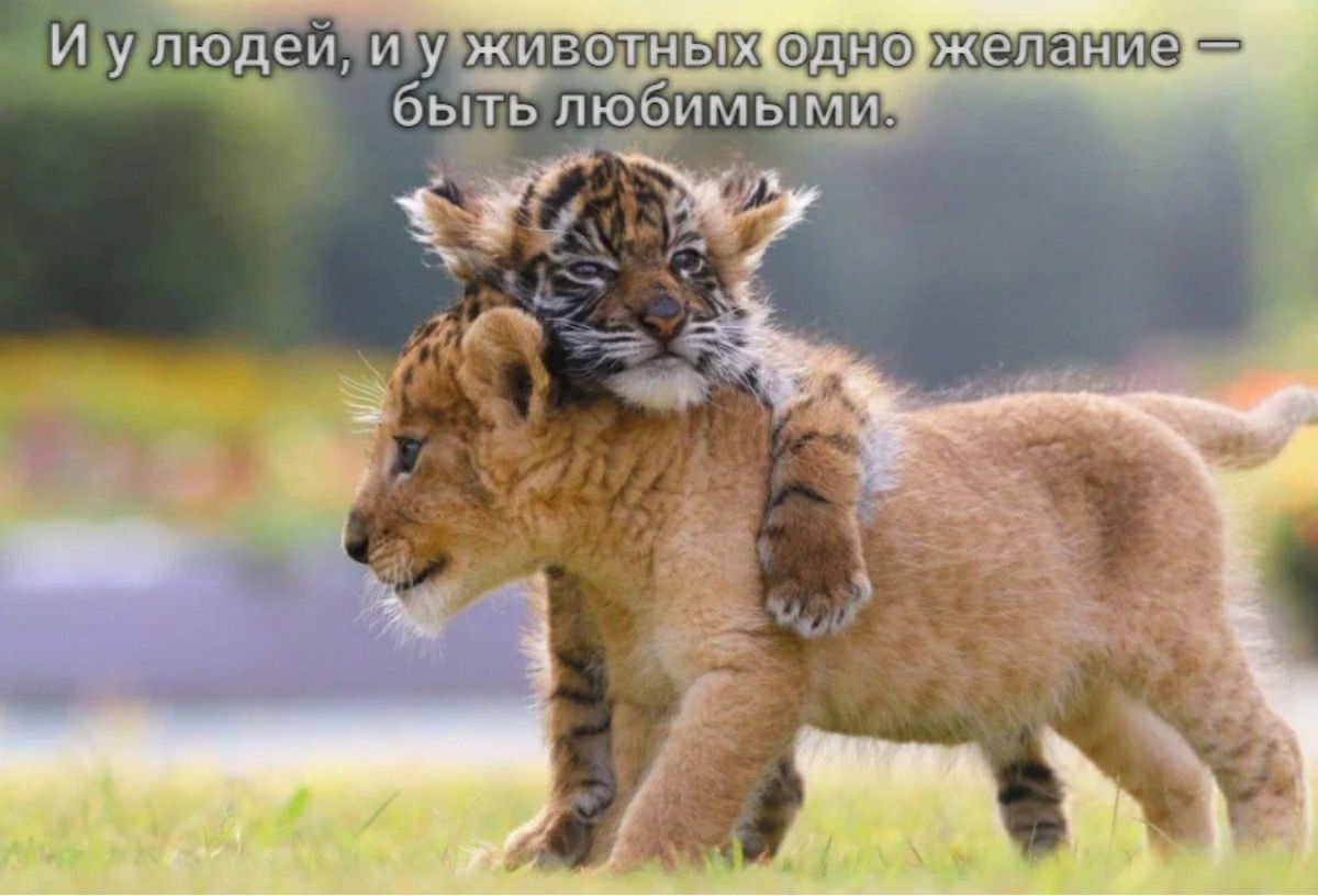 ИУЮде1 и у животы быгь пкэбимымп
