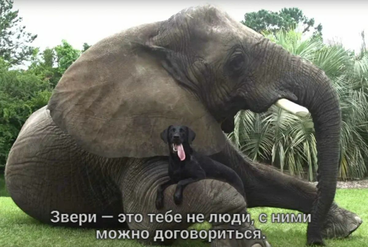 ч Звери это тебе нелюдиа ним можно догпвориться