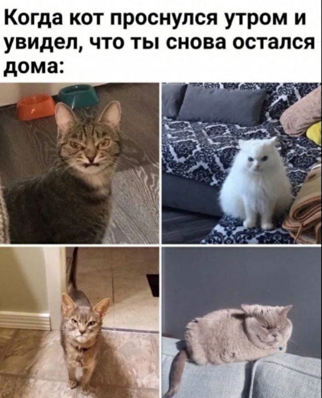 Когда кот проснулся утром и увидел что ты снова остался дома
