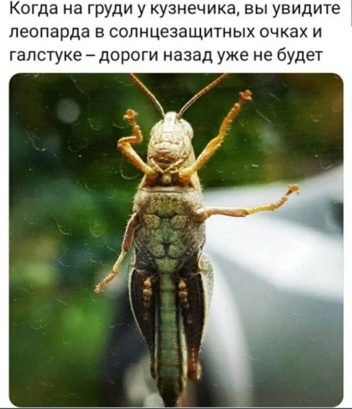Когда на груди у кузнечика вы увидите леопарда в солнцезащитных очках и галстуке дороги назад уже не будет
