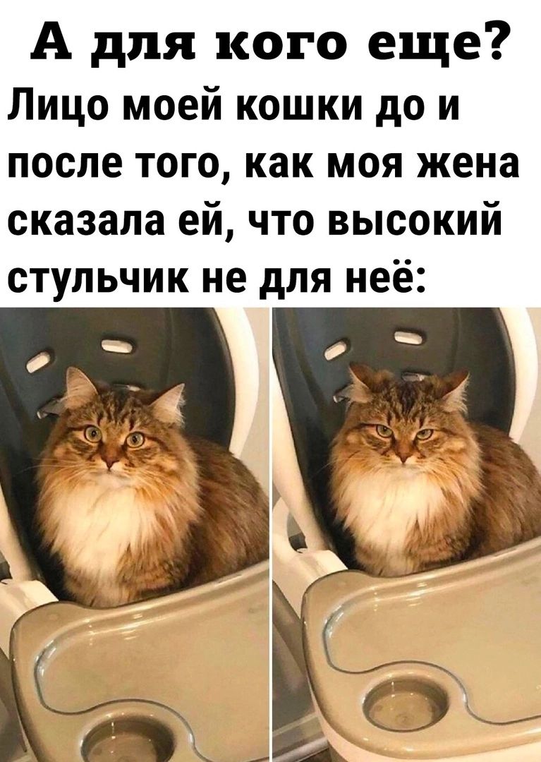 А для кого еще Лицо моей кошки до и после того как моя жена оказала ей что высокий стульчик не для неё