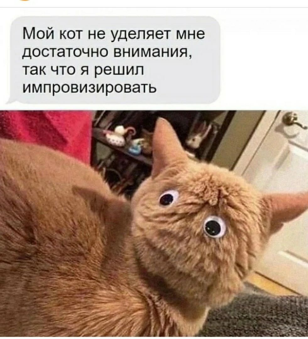 Мой кот не уделяет мне достаточно внимания так что я решил импровизировать