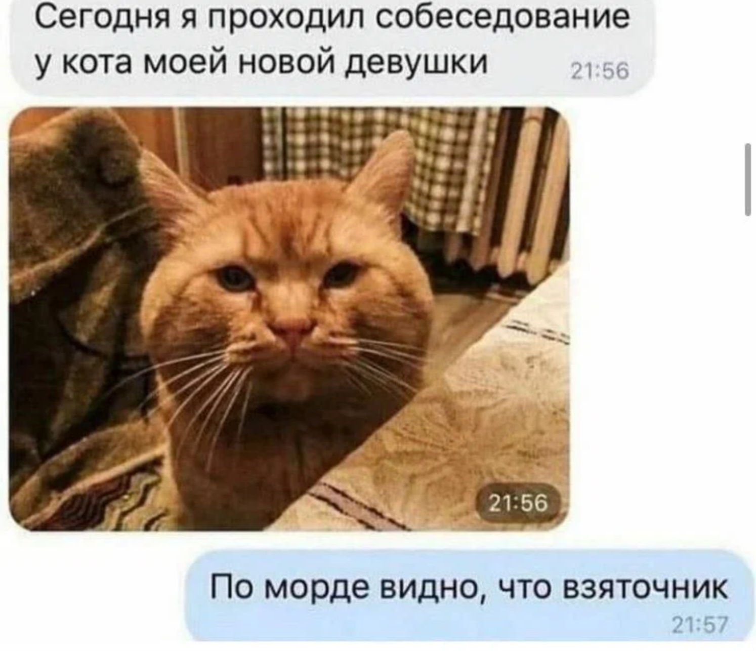 Сегодня я проходил собеседование у кота моей новой девушки ПО морде ВИДНО ЧТО ВЗЯТОЧНИК 215