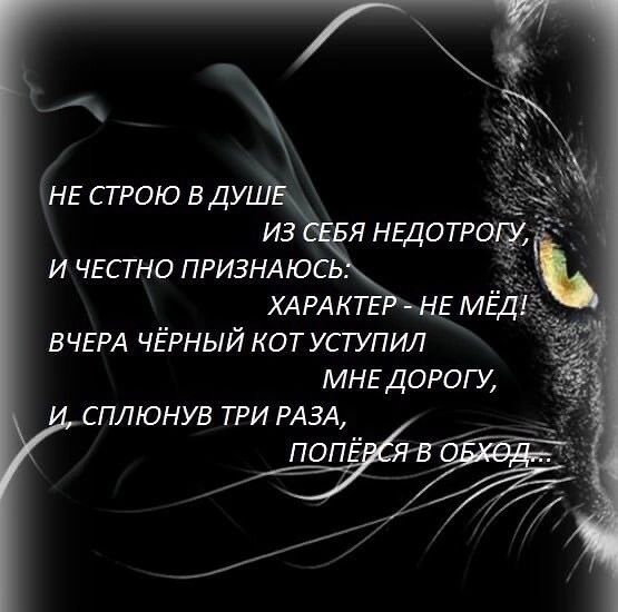 ВЧЕРА чёрный котуступил МНЕДОРОГУ ЕПЛЮНУВ ТРИ РАЗА