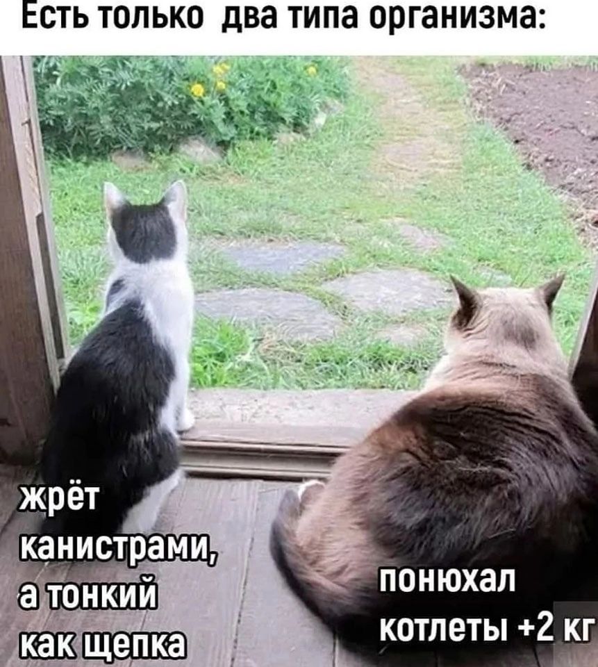 ЕСТЬ ТОЛЬКО два типа ОРГЗНИЗМЭ понюхал котлеты 2 кг