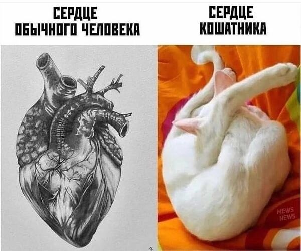 ЕЕРдЦЕ ПЕРЛЦЕ БЫНШП1 ШШВЕКП ШШПТИШ