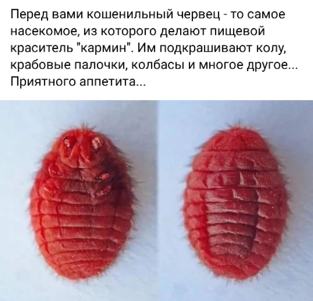 Перед вами кошенипьиый червец _ то самое насекомое из которого делают пищевой краситель кармин Им подкрашивают коду крабовые папочки колбасы и многое другое Приятного аппетита