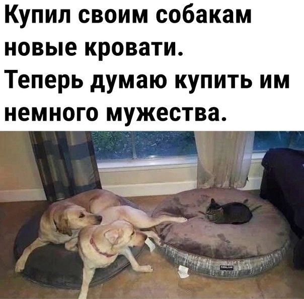 Купил своим собакам новые кровати Теперь думаю купить им немного мужества