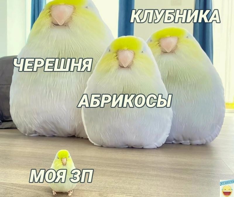 5 клувникд