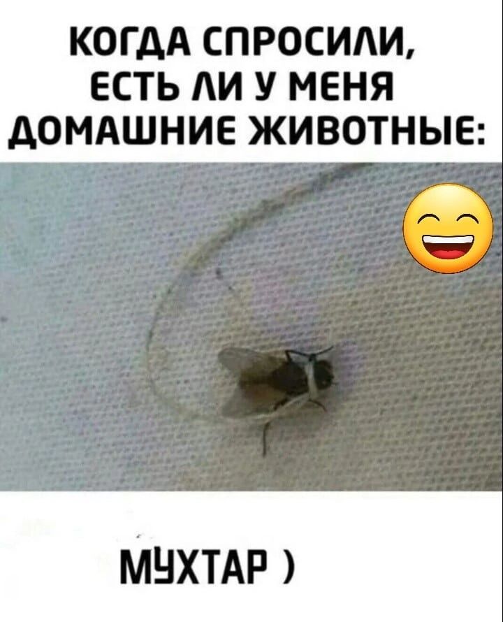 КОГДА СПРОСИАИ ЕСТЬ АИ У МЕНЯ АОМАШНИЕ ЖИВОТНЫЕ Мнхтдр