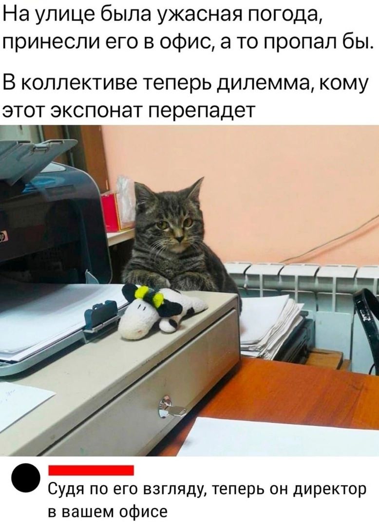 На улице была ужасная погода принесли его в офис а то пропал бы В коллективе Теперь дилемма КОМУ ЭТОТ ЭКСПОНаТ перепадет Судя по его взгляду теперь он директор в нашем офисе