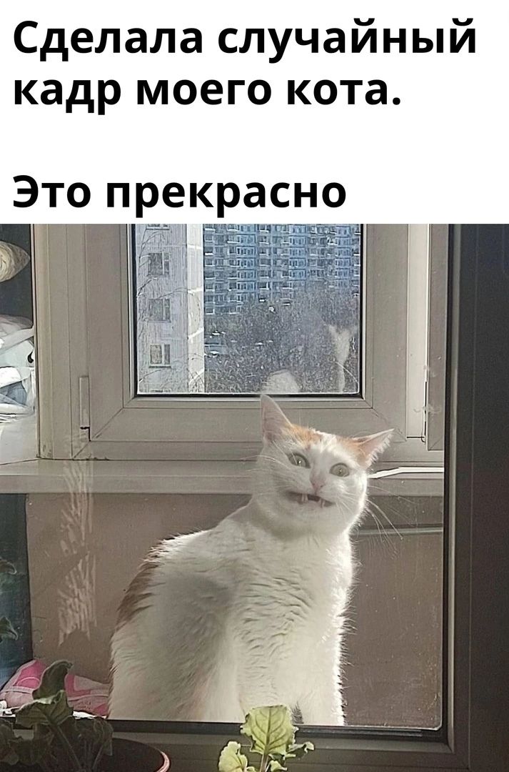 Сделала случайный кадр моего кота Это прекрасно