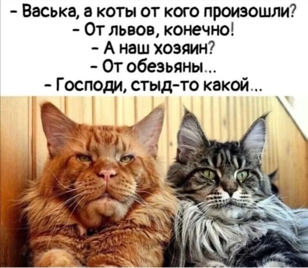 Васька а коты от кого произошли От львов конечно А наш хозяин От обезьяны Гасподи стыдто какой