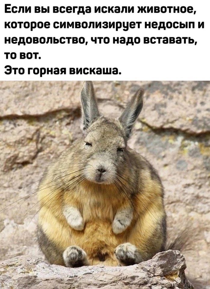 Если вы всегда искали животное которое символизирует недосып и недовольство что надо вставать то вот Зто горная вискаша