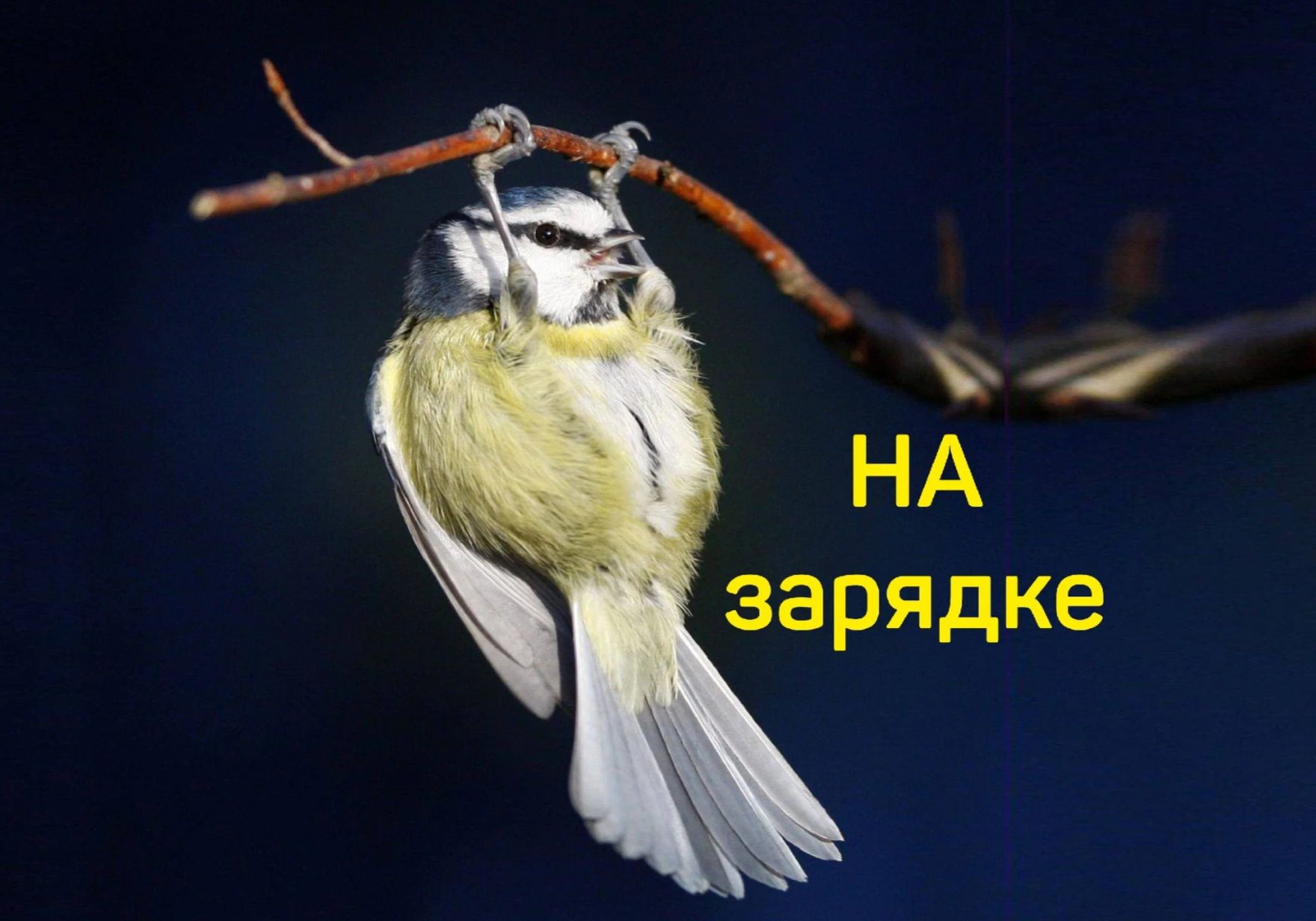 НА зарядке