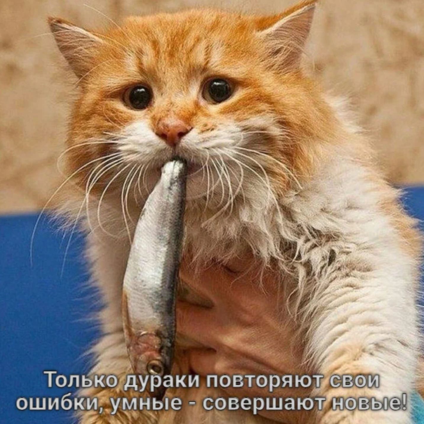 Cat eat fish. Смешной кот. Прикольный рыжий кот. Рыжий кот и рыба. Рыжий кот ест.