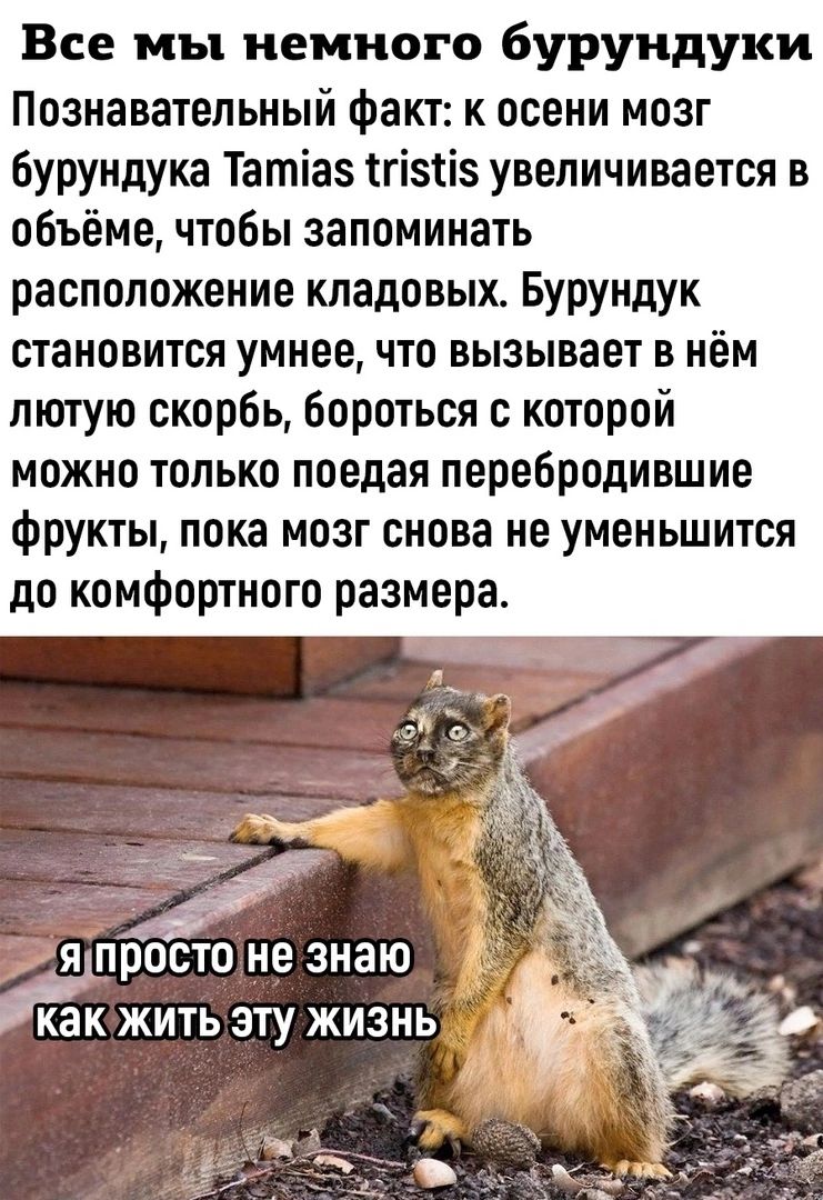 Все мы немного бурундуки Познавательный факт к осени мозг бурундука Татіаз тгіэтіэ увеличивается в объёме чтобы запоминать расположение кпадовых Бурундук становится умнее что вызывает в нём лютую скорбь бороться с которой можно только поедая перебродившие фрукты пока мозг снова не уменьшится до комфортного размера