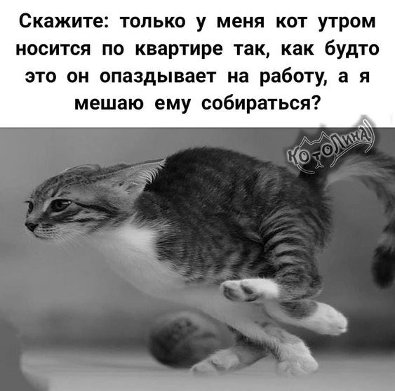 Скажите только у меня кот утром носится по квартире так как будто это он опаздывает на работу а я мешаю ему собираться