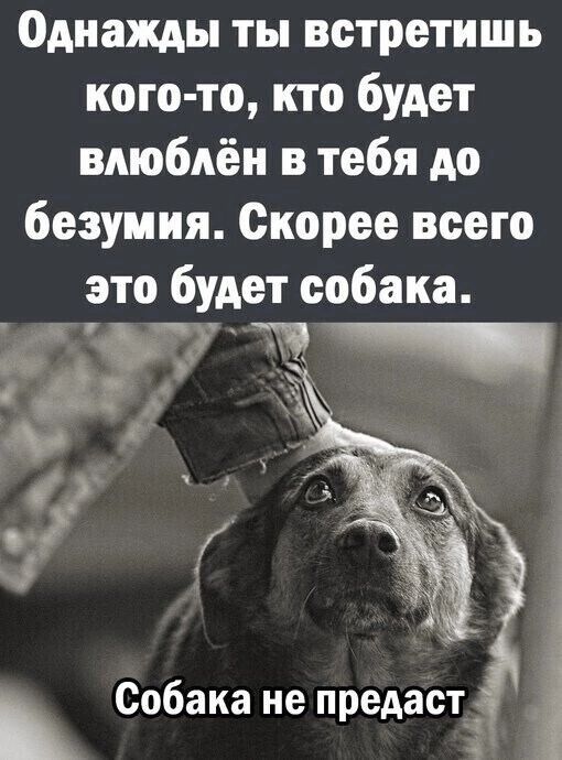 Однажды ты встретишь кого то кто будет влюблён в тебя до безумия Скорее всего это будет собака Собака не предасті 4