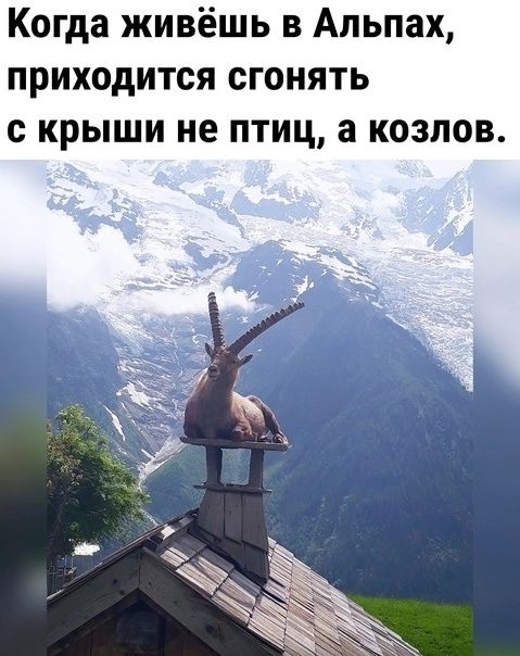 Когда живёшь в Альпах приходится сгонять крыши не птиц а козлов