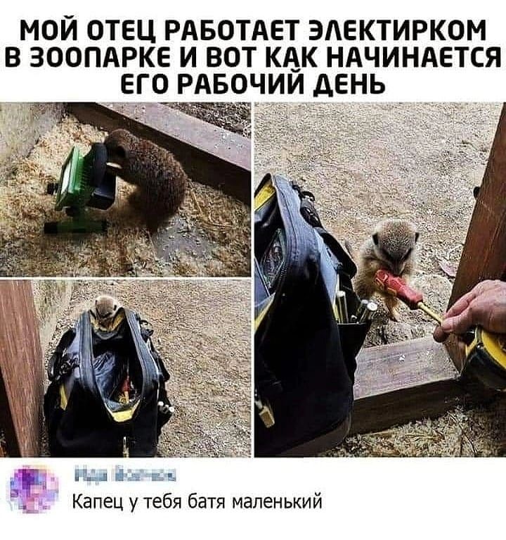 МОЙ ОТЕЦ РАБОТАЕТ ЭАЕКТИРКОМ В ЗООПАРКЕ И ВОТ КАК НАЧИНАЕТСЯ ЕГО РАБОЧИИ АЕНЬ Капец у тебя батя маленький