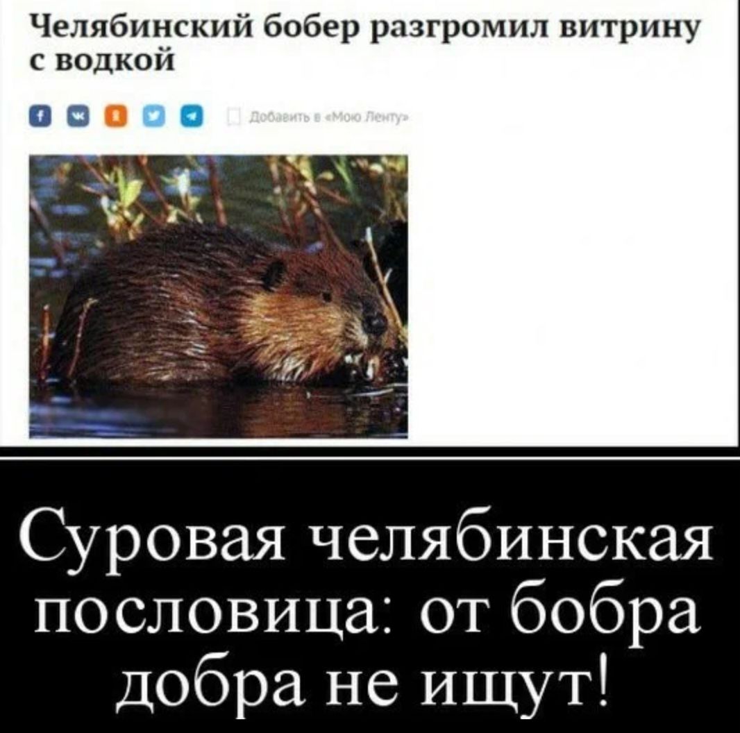 Челябинский бобер разгромил витрину водкой Суровая челябинская пословица от бобра добра не ищут