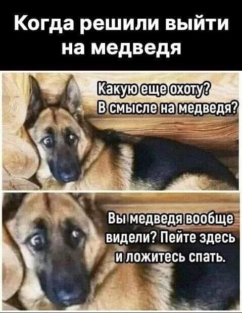 Когда решили выйти на медведя