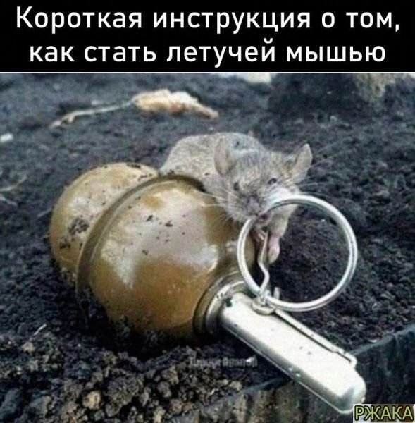 Короткая инструкция 0 том как стать летучей мышью