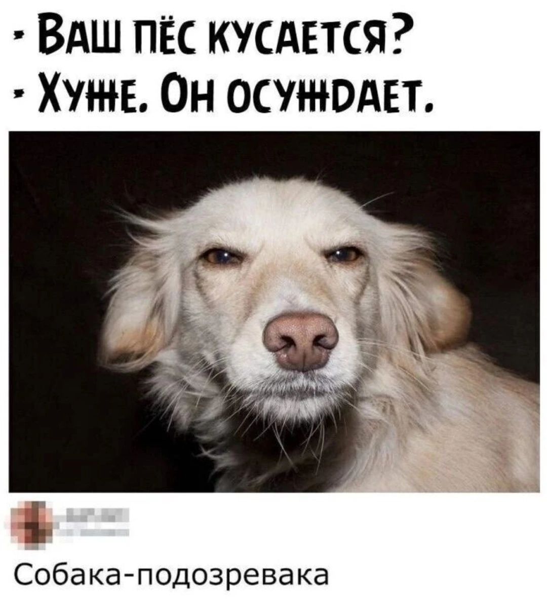 ВАш пёс кусдвтся Хуже Он осунюдвт Собака подозревака