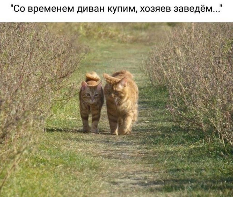 Со временем диван купим хозяев заведем