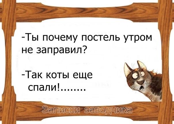 Ты почему постель утром не заправил Так коты еще спали